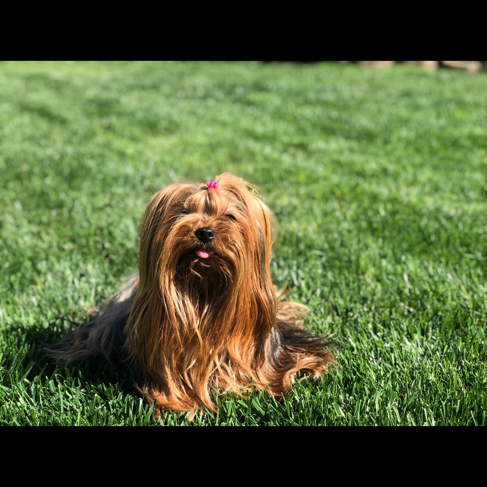 Meet your Posher, Lisa